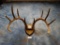 158 4/8 gross Mexican Whitetail Deer 11 point Antlers on Panel