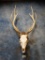 Record Class Japanese Sika Deer Skull on Panel