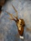 European Roe Deer Antler Mount