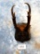 Indian (Javan) Muntjac Antlers on Plaque ***Texas Residents Only!!!***