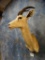 Arabian Goitered Gazelle shoulder mount ***Texas Residents Only!!!***