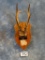 Rare! Chinese Roe Deer Antlers on Plaque ***Texas Residents Only!!!***