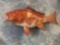 Brand new 32 1/4 inch Red Snapper Whole Fish Mount