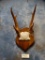 Philippine Sambar Antlers on Plaque **Texas Residents Only!!!***