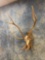 Large Trophy Axis Deer Skull on Driftwood