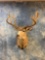West Texas Desert Mule Deer shoulder mount