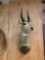 African Chobe Bushbuck shoulder mount