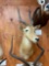 Beautiful African Puku Swamp Antelope shoulder mount