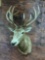 Red Stag shoulder mount