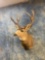 15 point Rocky Mountain Mule Deer shoulder mount