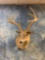 8 point Large Texas Whitetail Deer shoulder mount