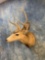 Fork Horn Mule Deer shoulder mount