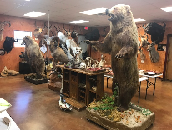 Early Summer High End Taxidermy Sale