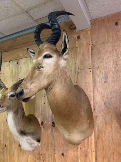 Beautiful Quality African Western Hartebeest shoulder mount