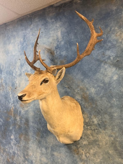 Beautiful White Spotted Fallow Deer shoulder mount