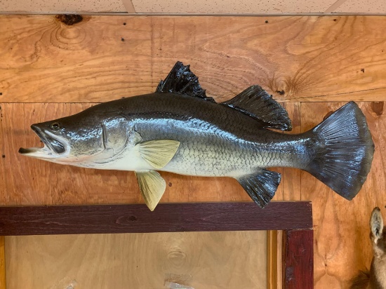 34 1/2 inch Fiberglass Reproduction Snook Fish Mount