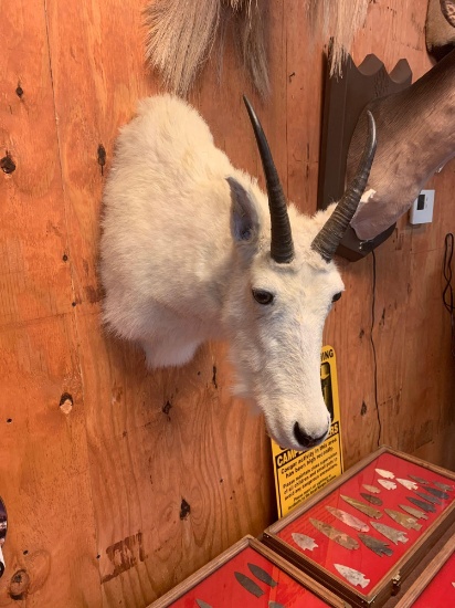 Beautiful Rocky Mountain Goat shoulder mount