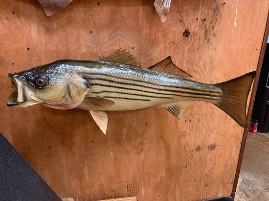 33 1/2 inch Real Skin Striper Fish Mount