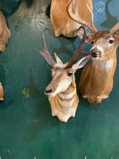 Beautiful West Texas Pronghorn Antelope/Prairie Goat shoulder mount