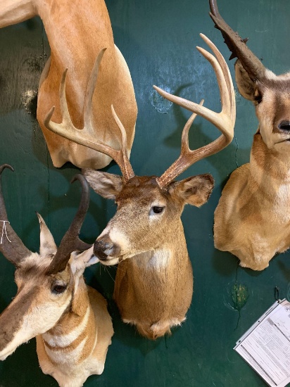 North Texas Whitetail Deer shoulder mount