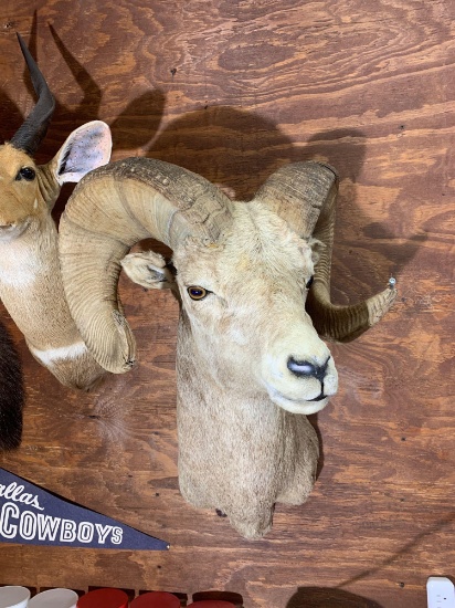 Bighorn Sheep shoulder mount