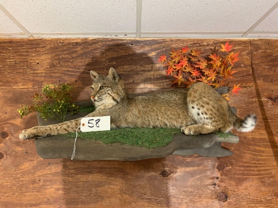 Awesome Brand new Large Texas Bobcat full body mount