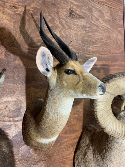 African Limpopo Bushbuck shoulder mount