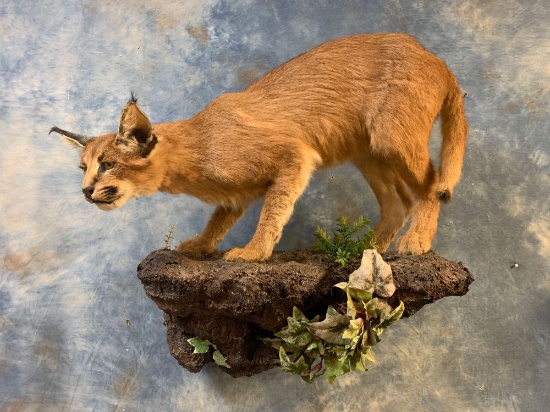 Awesome African Caracal Cat full body mount