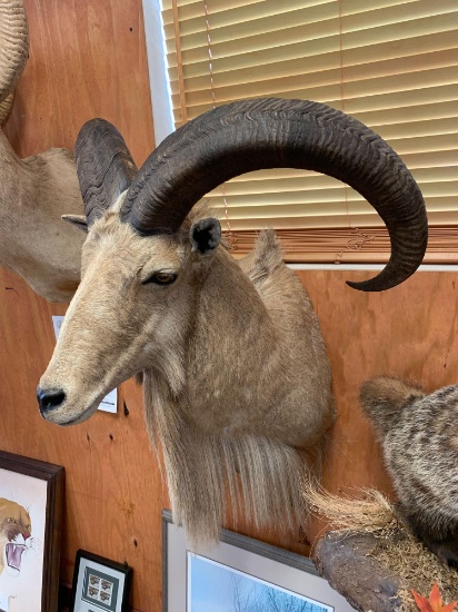 Record Book Aoudad Sheep shoulder mount