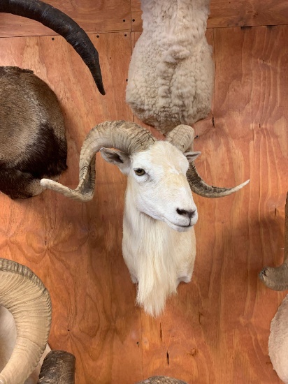 Brand new Beautiful Texas Dall Sheep shoulder mount