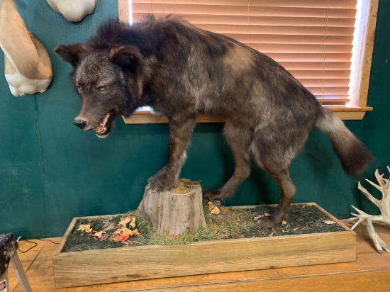 Awesome Alaskan Black Timber Wolf full body mount