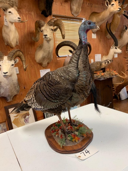 Cool Wild Turkey Bearded Hen Bird Mount