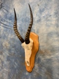 Blesbuck Skull and horns on solid wood panel