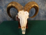 Aoudad Sheep Skull on Pedestal