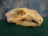 Polar Bear Skull (For U.S. Residents Only!!)