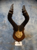 Big Red Cape Hartebeest Horns on Plaque