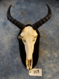 African Tsessebee Skull on Panel