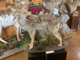 Excellent Texas Coyote full body mount