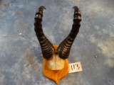 Lewel Hartebeest Horns on Plaque