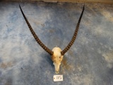 Kafue Flats Lechwe Skull