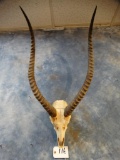 # 2 All Time Red Lechwe Antelope Skull (Texas Residents Only!!!)