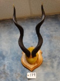 Lesser Kudu Horns on Panel