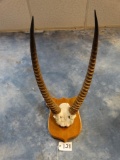 # 10 Record Book East African Defassa Waterbuck Horns on Panel