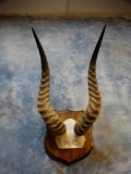Puku Antelope Horns on Plaque