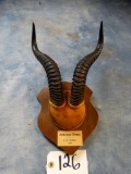Dama Gazelle Horns on Panel