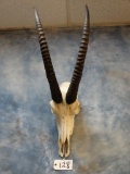 Roan Antelope Skull