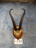 Somali Soemmering's Gazelle Horns on Plaque
