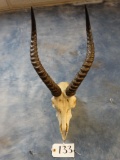 Western Kob Antelope Skull