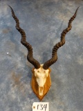 # 6 Record Book Blackbuck Antelope Skull on Panel