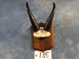 Rocky Mountain Goat Horns on Plaque